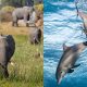 La Famiglia di Elefanti e Echo Il Delfino
