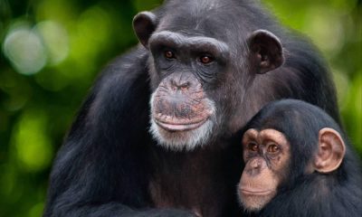 Vita da Scimpanzé