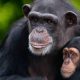 Vita da Scimpanzé